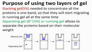 Purpose of Using Two Layer in SDSPAGE Protocol [upl. by Ainesy]