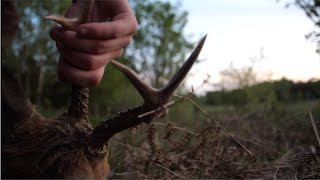 Tidlige sommerbukke Bukkejagt i Danmark 2022 Early summer roebucks Roebuck hunting in Denmark [upl. by Daniela]