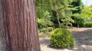 Calming greenery on Shikoku 88 pilgrimage in Japan [upl. by Lothario104]