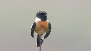 common stonechat Saxicola torquatus singing [upl. by Eleanor]