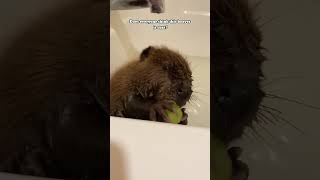 Baby beaver beaver pets rescue animals [upl. by Eiwoh]