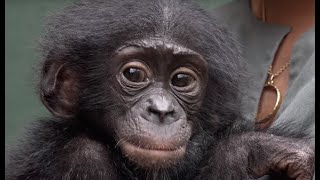 Balangalas Arrival to the Bonobo Rehabilitation Center [upl. by Pilihp]