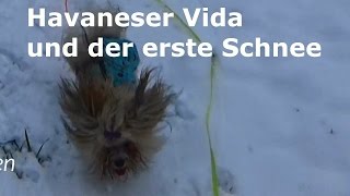 Havaneser Vida und der erste Schnee [upl. by Fagin]