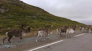 Reindeers THOMAS JUNKER HOCH IM NORDEN von Schweden nach Norwegen Soundtrack Peter Eichstädt [upl. by Enos818]