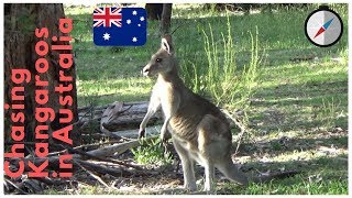 Chasing Kangaroos in Australia  Australia Travel Vlog  26N11D18 [upl. by Nadiya]