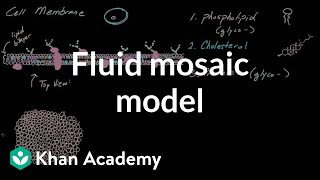 Cell membrane overview and fluid mosaic model  Cells  MCAT  Khan Academy [upl. by Melda808]