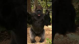 Gorilla dance 😁 dance gorilla funny youtubehighfive [upl. by Viehmann]