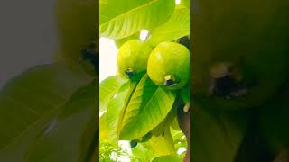 GUAVA new sision started l guava tropicalfruit mango guavatree fruit freshguava fruitcrops [upl. by Guthrie]