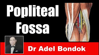 Popliteal Fossa Dr Adel Bondok [upl. by Ttevi800]