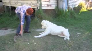 Maremma sheepdogs do not fetch [upl. by Wahs]