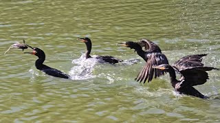 Cormorants in a wild fishstealing chase [upl. by Ybsorc434]