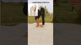 HAMSTRING STRETCH  Your SCAPULA glides along the RIBCThis is what your HAMSTRINGS look anatomy [upl. by Atiekan]