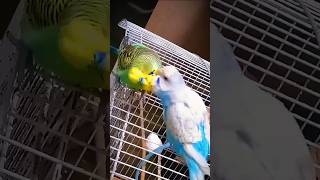 Adorable Budgie Moment 🦜✨ cute birds budgielove [upl. by Dani]