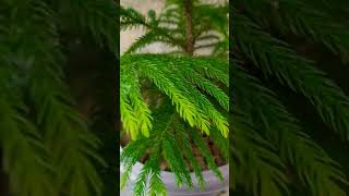 Adharam Madhuram सुप्रभातम् Jay Shri Krishna healthy plants 🌱🌲🌲trending 🔥🔥bhakti song ytshorts [upl. by Eilyk]