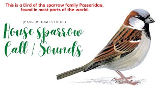 Sparrow Call Near Running Water  House Sparrow Sounds  Sparrow Songs  House Sparrow Call  Chirp [upl. by Rosenquist213]