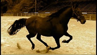 Black Horse Running [upl. by Reiko]