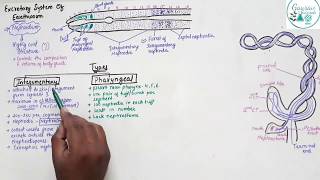 Excretory System Of Earthworm Class 11 [upl. by Eurd]