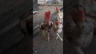 Galo índio bico curto barbela de boitrocadepena🐓🐓 [upl. by Spatola97]