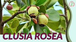 CLUSIA ROSEA Information and Growing Tips clusia rosea [upl. by Rosse460]