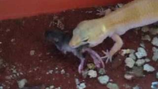 Leopard gecko eating mice [upl. by Marne]