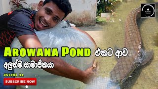 Arowana Pond එකේ අලුත්ම සාමාජිකයා  Newcomer to the Arowana pond VLOG31 The Fishyflex [upl. by Granville412]