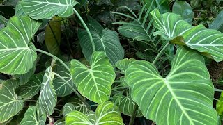 How to care foliage plantsinfectionsrainy season caremalnutritionideas  Jencys globals [upl. by Luas]