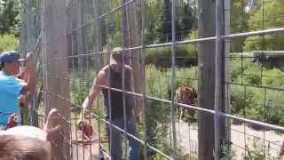 Bengal Tigers Feeding Time  DeYoung Family Zoo  Jason Asselin [upl. by Kisung]