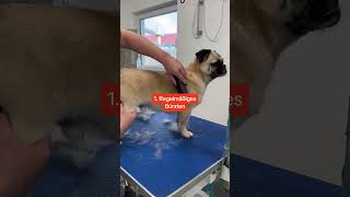 5 Tipss für ein haarfreises Zuhause shorts hunde [upl. by Mode]