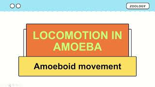 Locomotion in amoeba  Amoeboid movement [upl. by Eniamrehs]