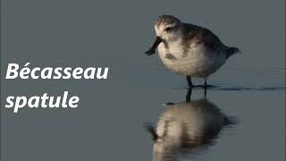 Oiseaux dEurope Le Bécasseau cocorli à la Bécassine sourde [upl. by Canter]