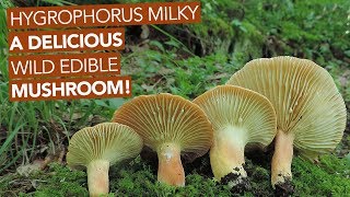 Hygrophorus Milky — A Delicious Wild Edible Mushroom [upl. by Siol]