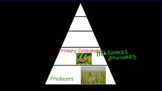 Trophic Levels amp Pyramids [upl. by Ahcropal37]