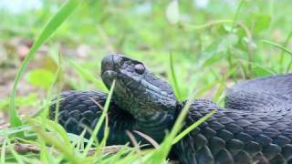 Black Adder Vipera berus [upl. by Inod]