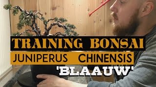 TRAINING BONSAI  Repotting Juniper Chinensis Blauuw [upl. by Chemaram]