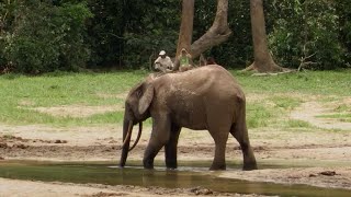 Protecting The Elephant Way Of Life  Natural World Forest Elephants [upl. by Chesnut]