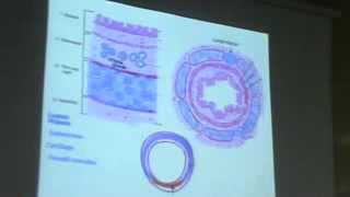 Dr Gihan Trachea Till The Alveoli 9102013 [upl. by Kooima555]