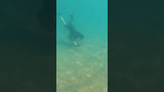 Pesca cannolicchi in apnea music remix apnea nature travel pescaesportiva padi freediving [upl. by Sidnal]