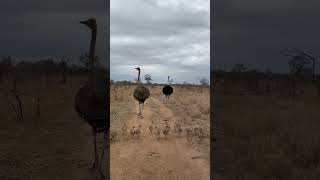 Newly Hatched Ostrich Chicks [upl. by Lemahs340]