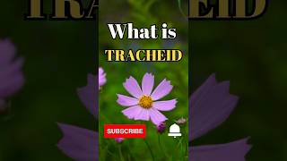 What is Tracheids shorts facts biology [upl. by Perlis]