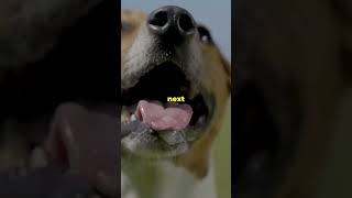 Why Do Dogs Howl Understanding the Reasons Behind Your Dogs Howling Behavior [upl. by Sabian]