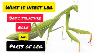 Insect Leg [upl. by Ackley430]