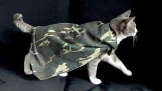 迷彩キャット  Camouflage Cat [upl. by Romina]