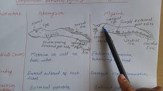 Comparison between petromyzon and myxineBsc 2nd year [upl. by Sucramed929]