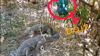 Komodo dragon  bayawak trap may pain bait hunting trap bayawak wild [upl. by Silisav]