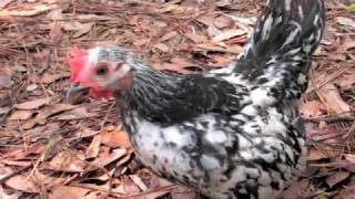 8 12 week old Serama chickens in runs [upl. by Nicholl]