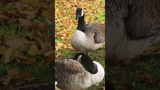 Geese Parade in Park birds nature [upl. by Sennahoj]