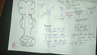 guyton chapter 56 part 3 rubrospinal tractcorticorubrospinal tractRed nucleusmotorphysiology [upl. by Boff657]