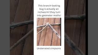 Inchworm disguised as a stick animals facts fyp [upl. by Yajeet]