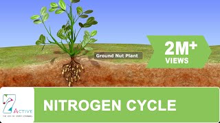 NITROGEN CYCLE [upl. by Jaimie542]