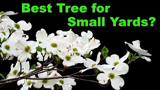 Is Flowering Dogwood the Best Tree for Your Yard [upl. by Melville]